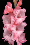 Либертас, розовые гладиолусы фото